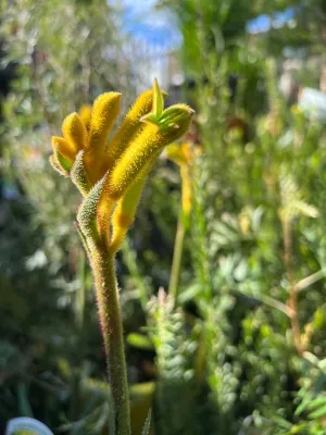 Anigozanthos ‘Bush Bonanza’