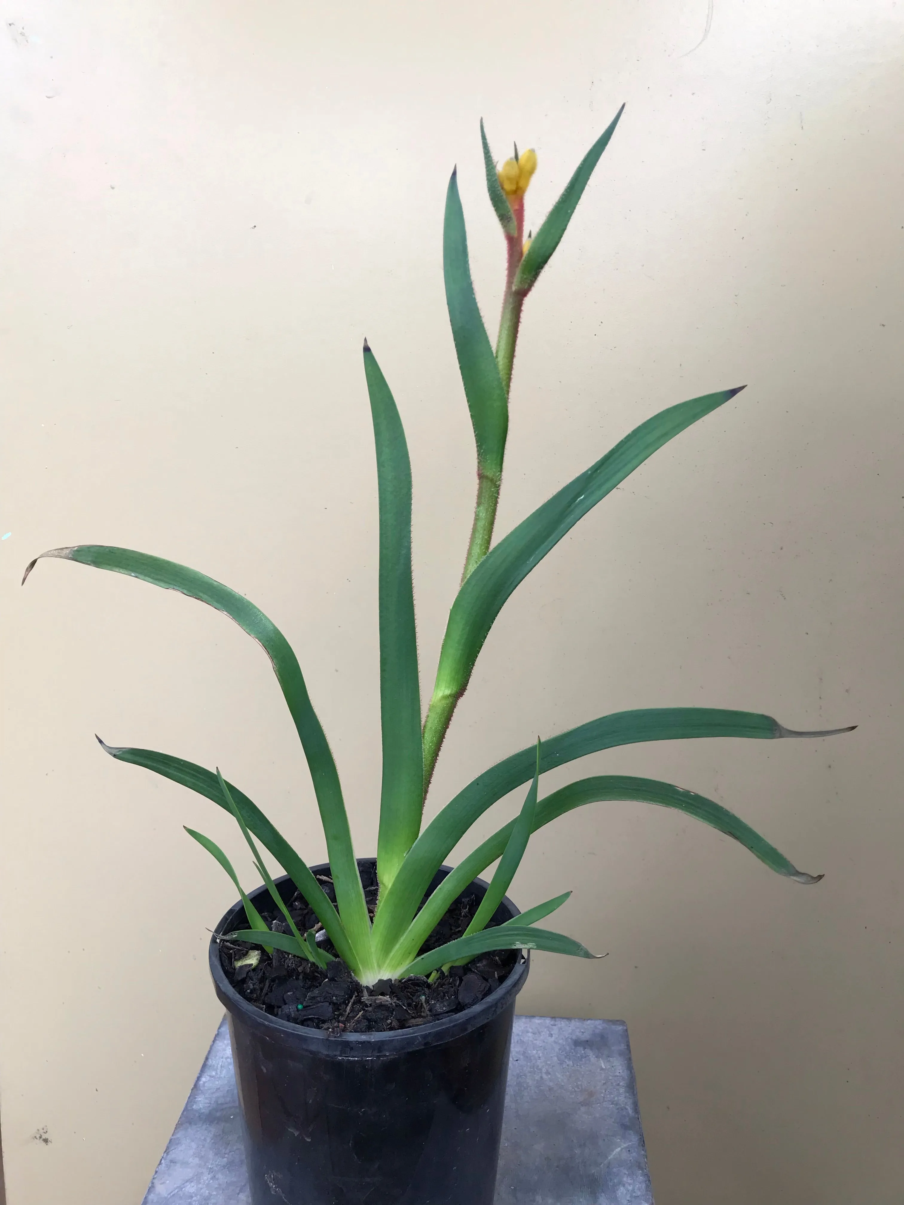 Anigozanthos ‘Bush Bonanza’