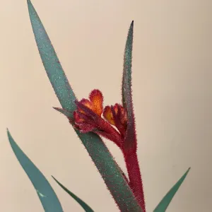 Anigozanthos ‘Bush Fire’