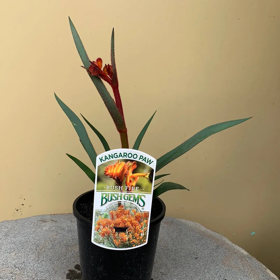 Anigozanthos ‘Bush Fire’