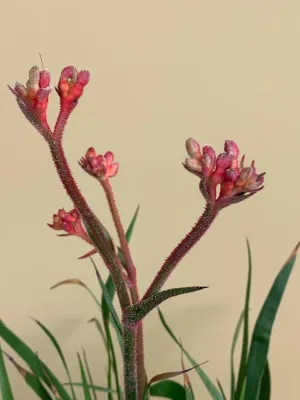 Anigozanthos ‘Bush Inferno’
