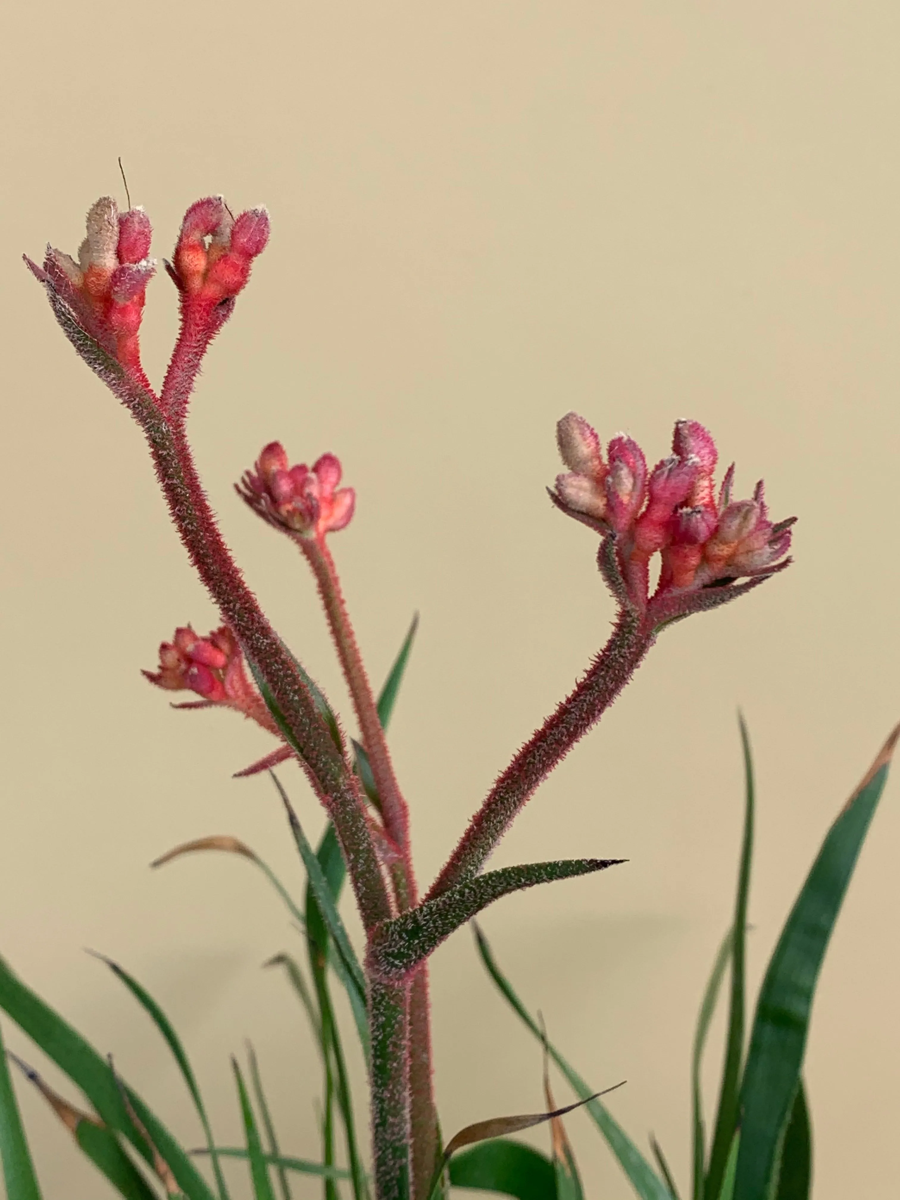 Anigozanthos ‘Bush Inferno’