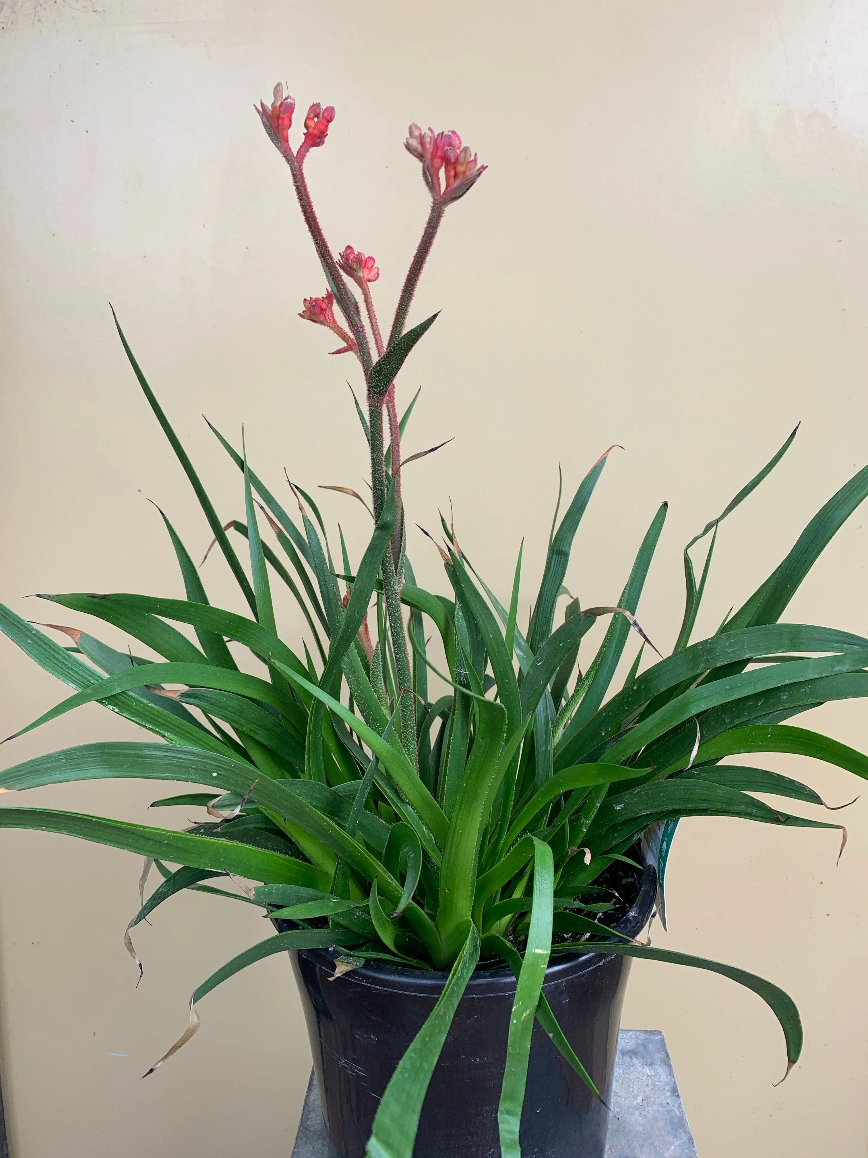 Anigozanthos ‘Bush Inferno’
