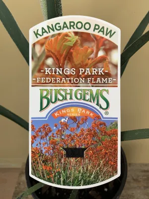 Anigozanthos 'Federation Flame'