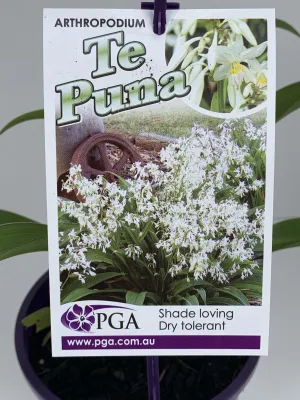 Arthropodium cirratum 'Te Puna'
