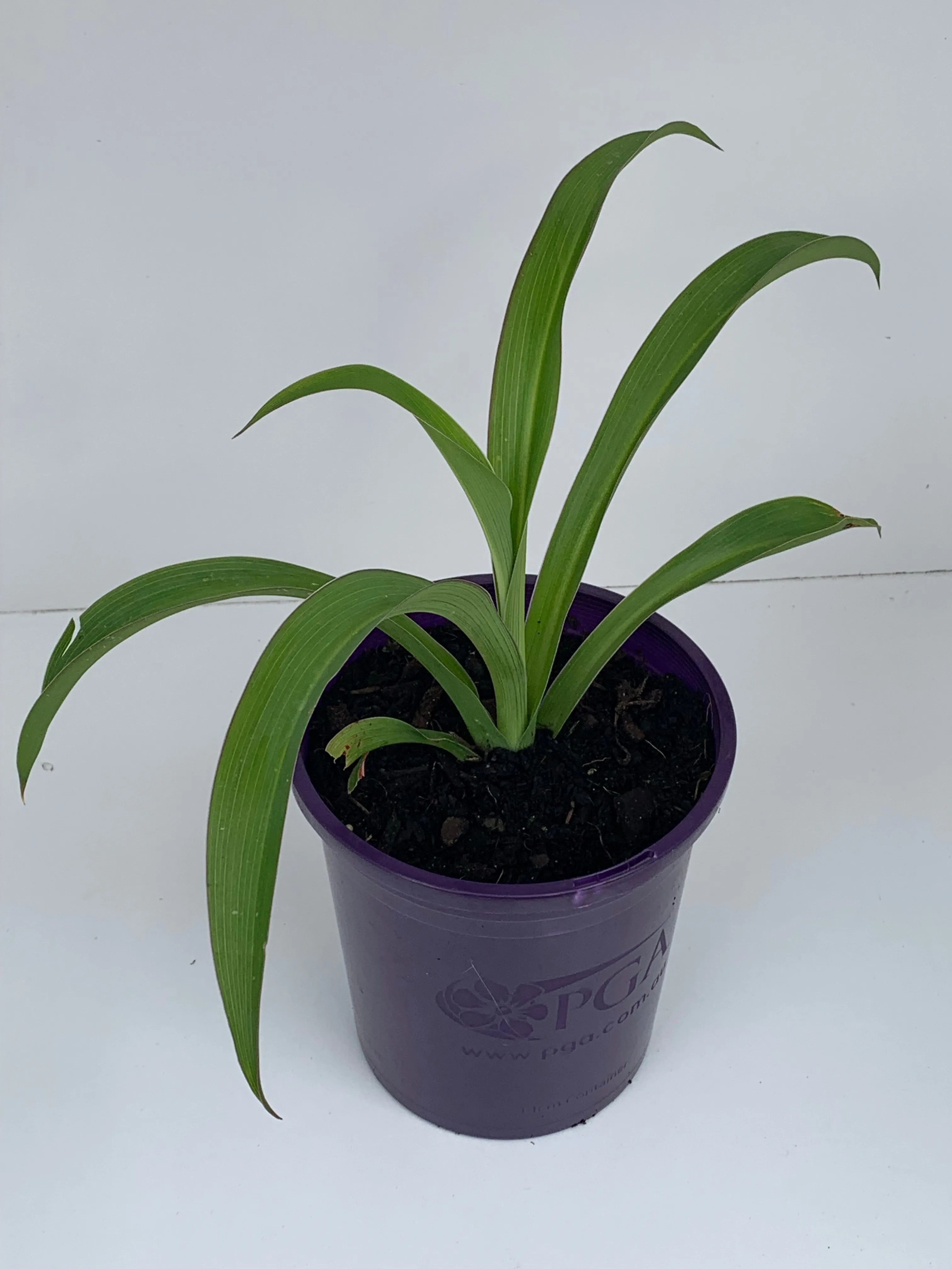 Arthropodium cirratum 'Te Puna'