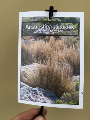 Austrostipa stipoides