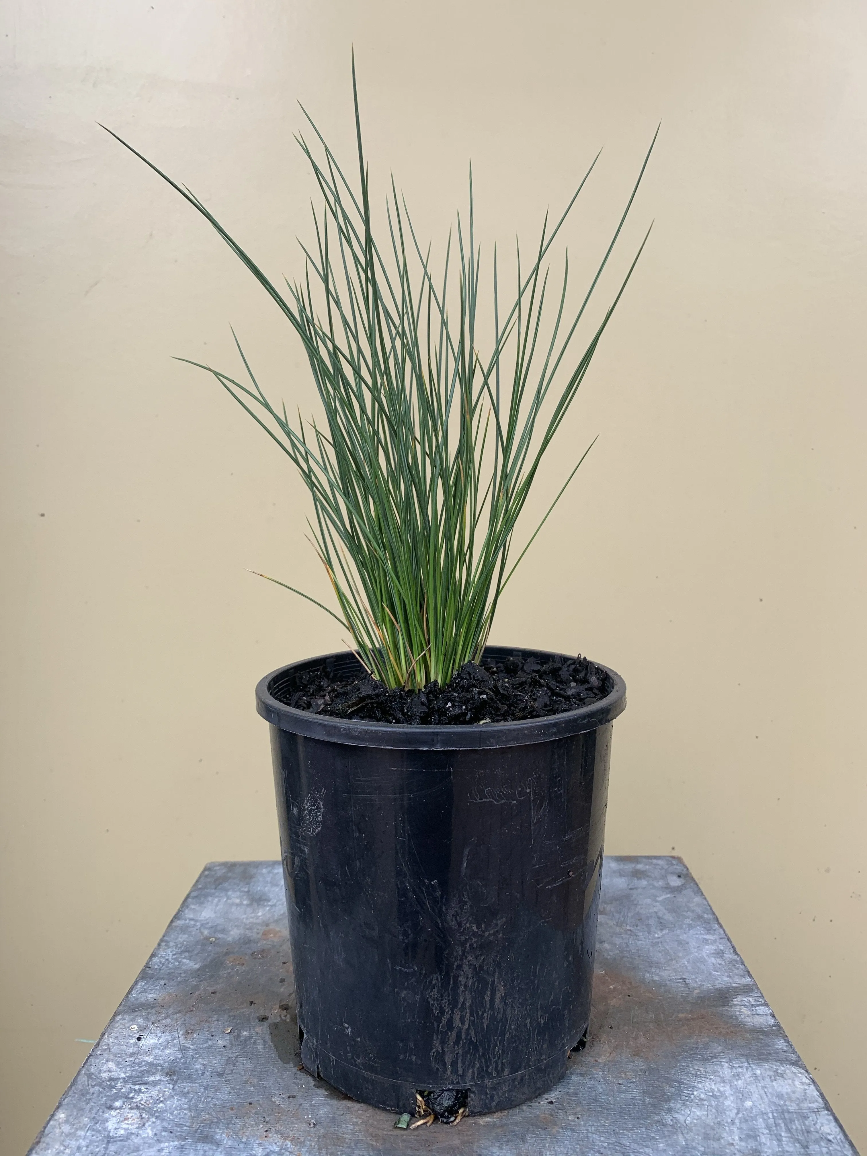 Austrostipa stipoides