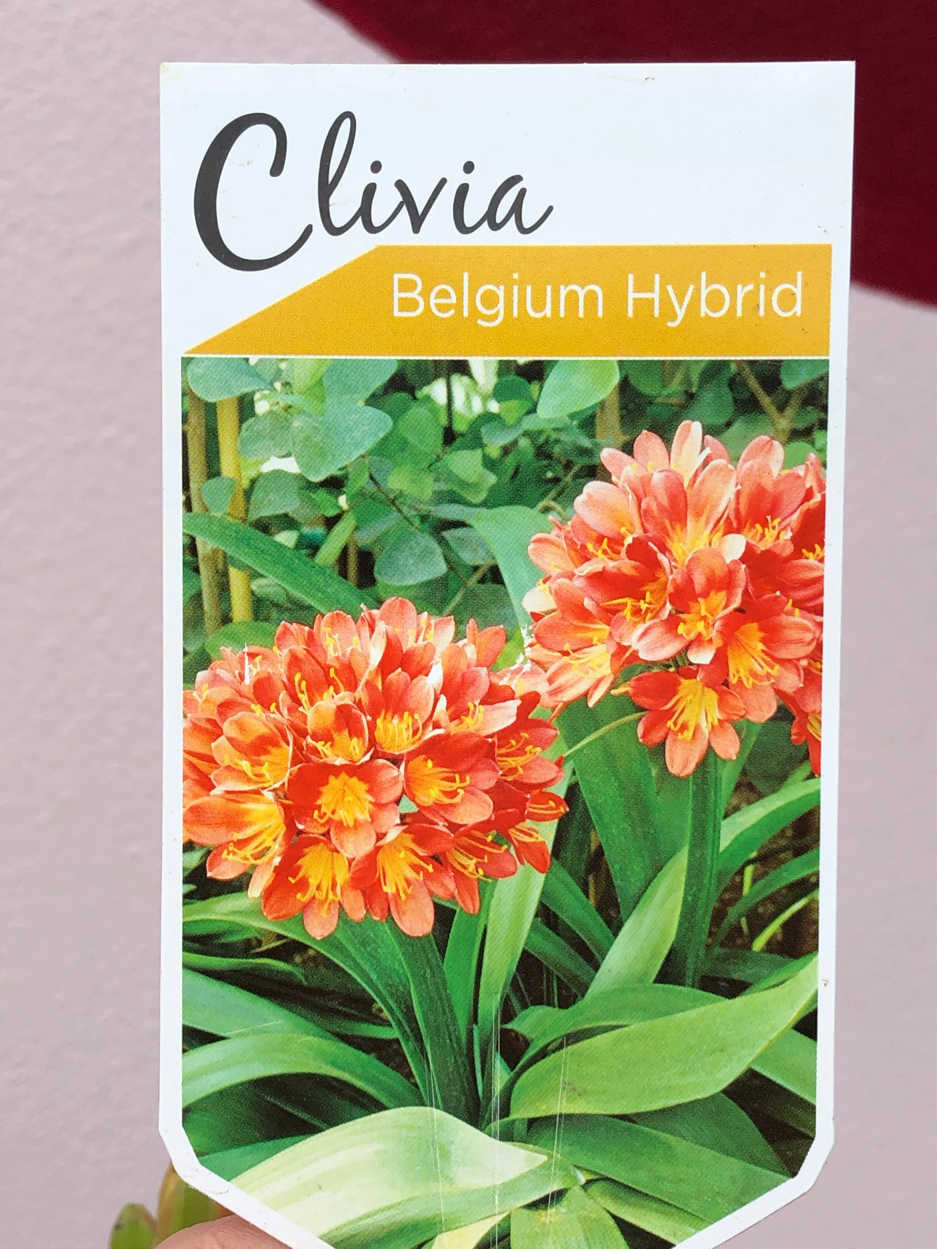 Clivia ‘Belgian Hybrid’ Orange