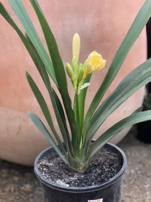 Clivia miniata Yellow