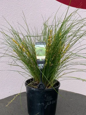 Lomandra ‘Misty Green’