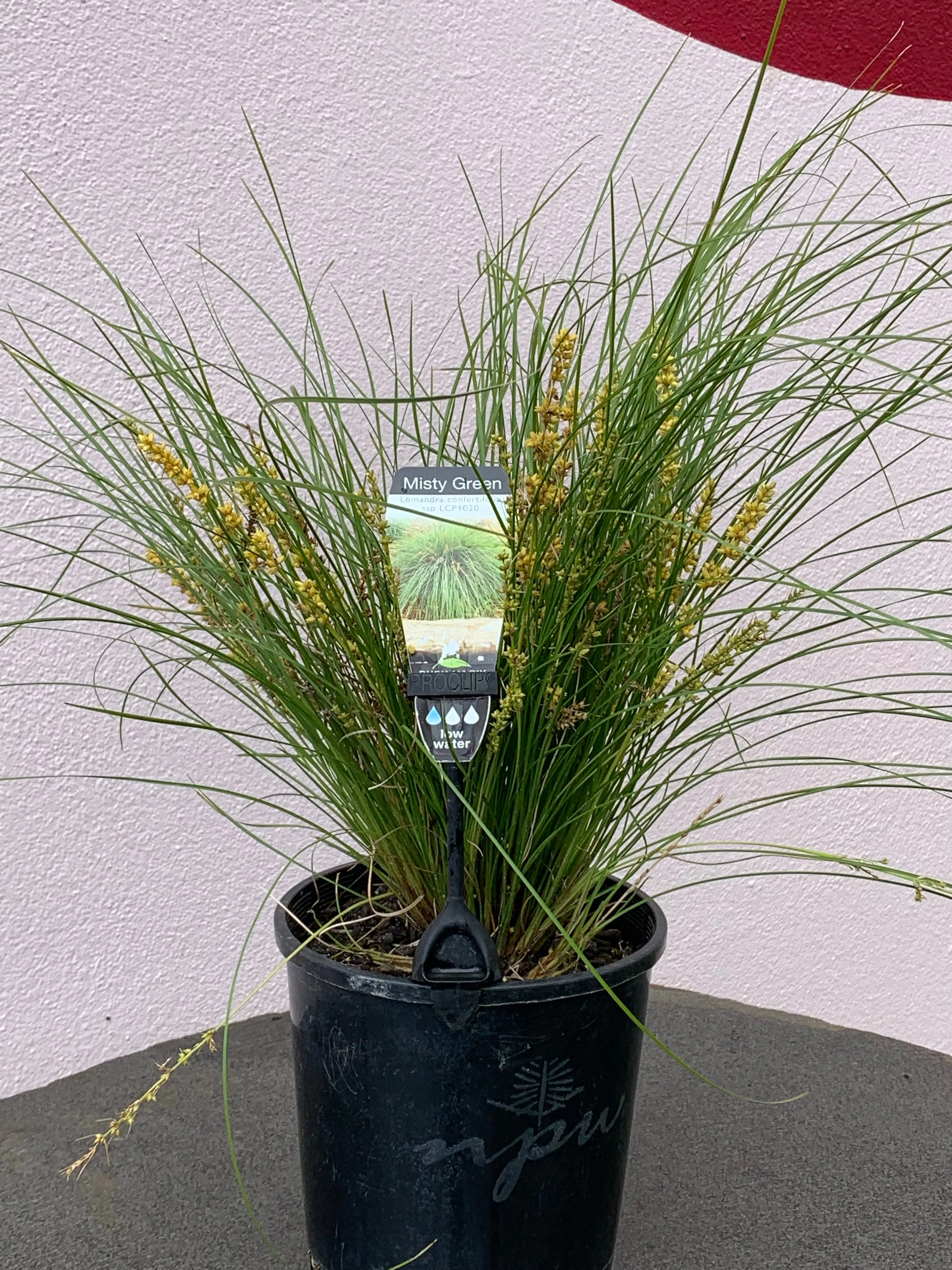 Lomandra ‘Misty Green’