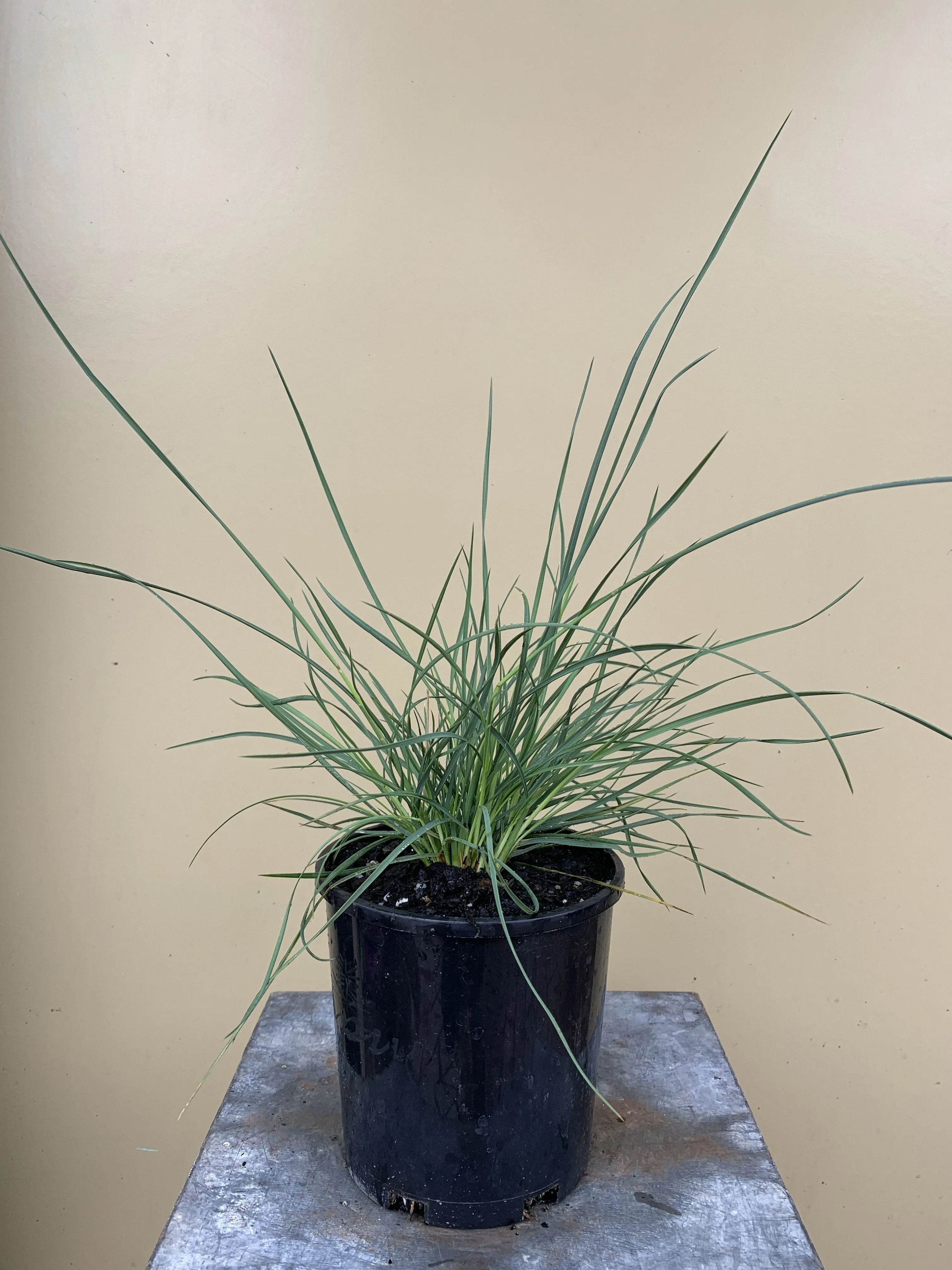 Poa labillardieri ‘Eskdale’