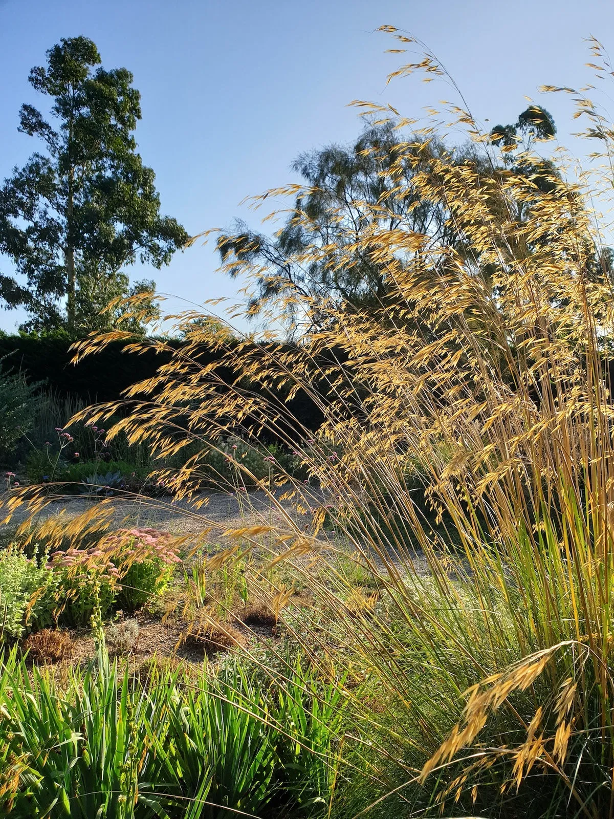 Stipa gigantea 'Beth Chatto Form'