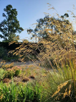 Stipa gigantea 'Beth Chatto Form'
