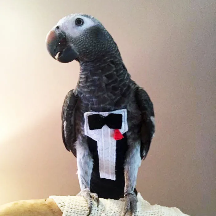 Tux with Tails FeatherWear FlightSuit™