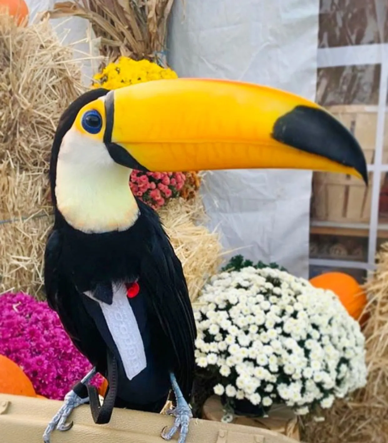 Tux with Tails FeatherWear FlightSuit™
